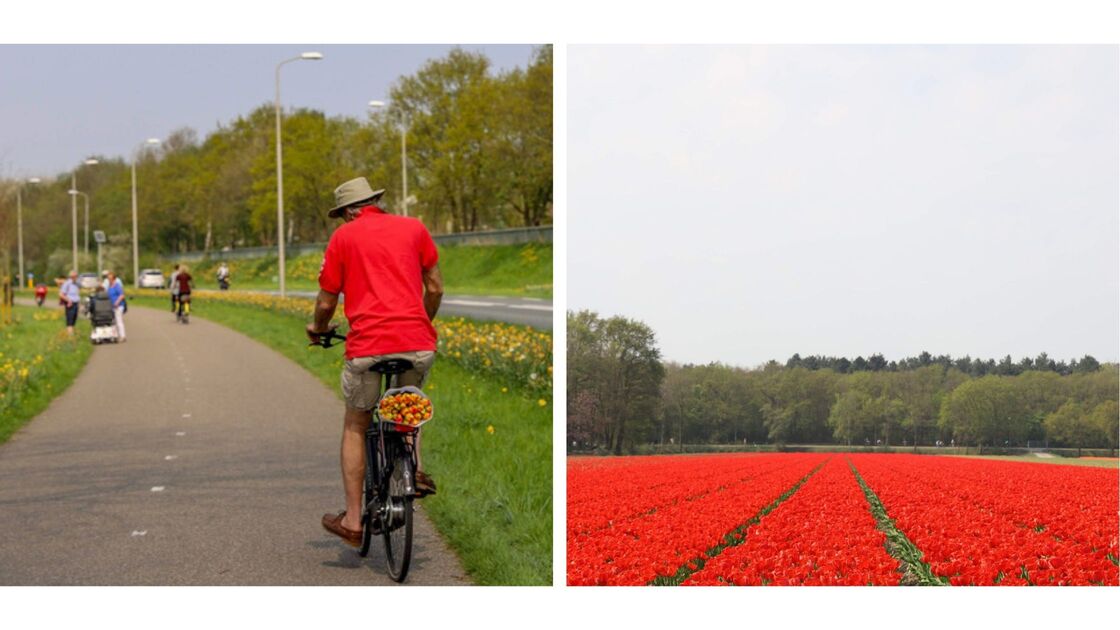 Mann med rør t-skjorte på sykkel med en tulipanbukett på bagasjebrettet. En blomsteråker med røde tulipaner. 