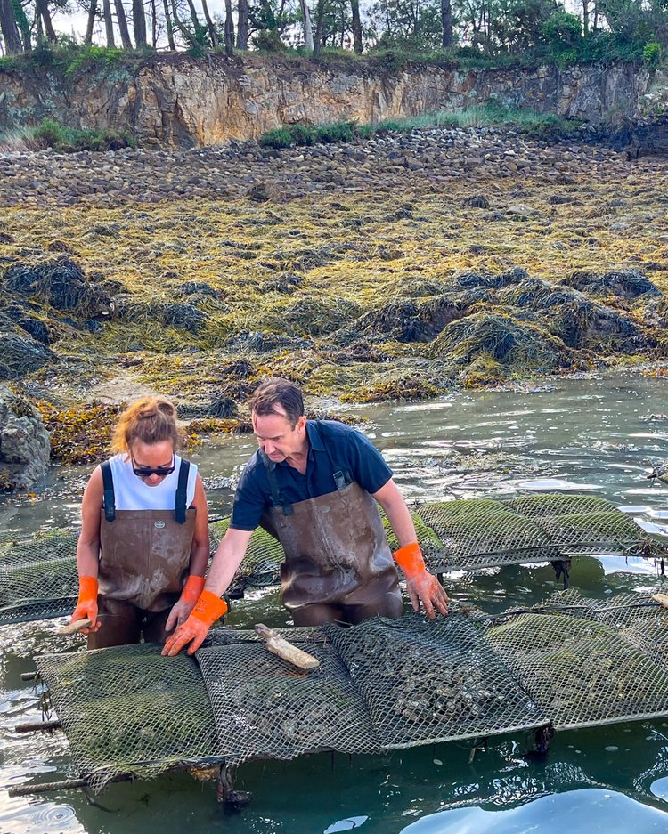 Østers dyrkes i metallposer i havet. Her trimmer vi skjellene. 