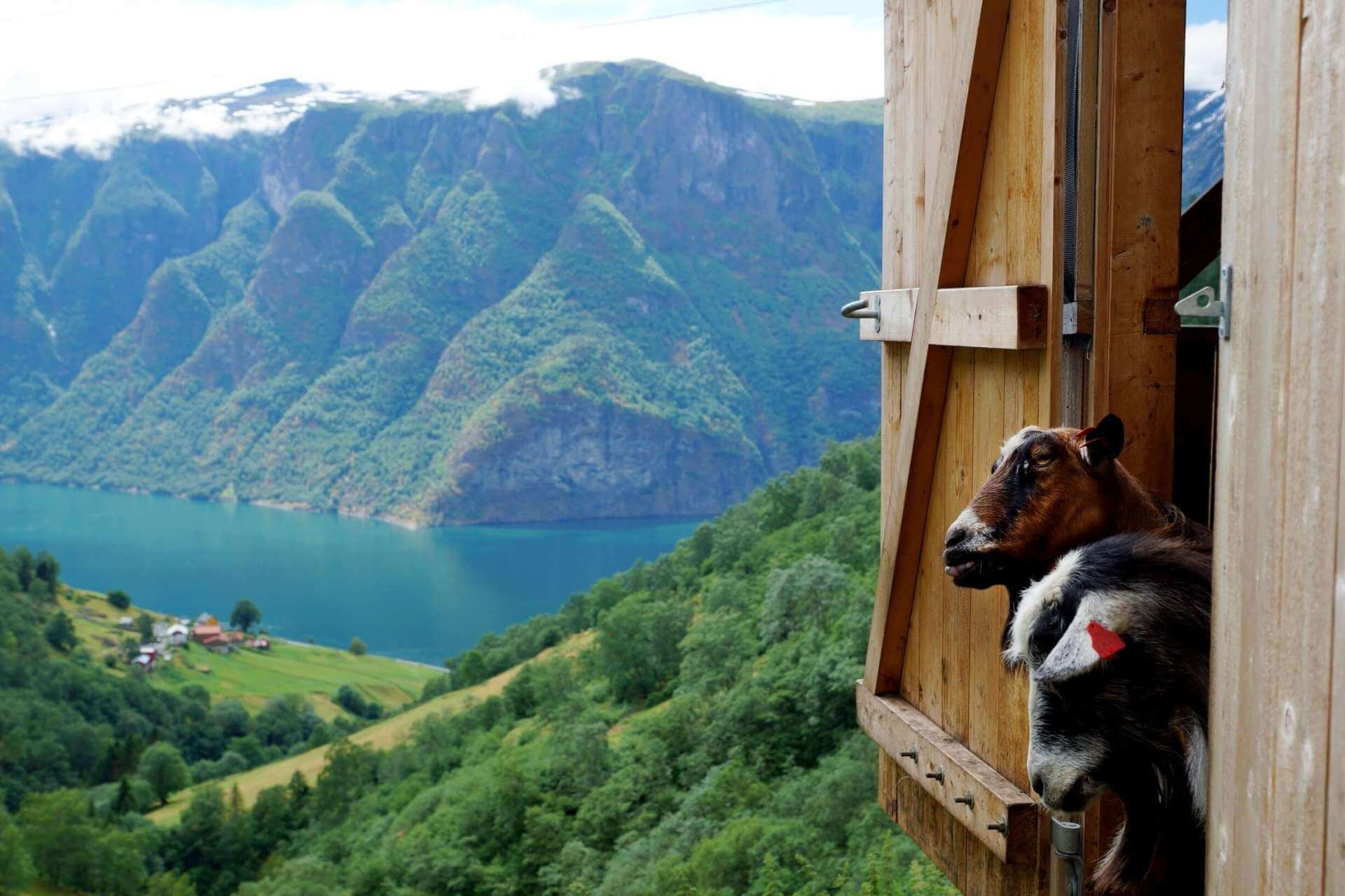 Geiter i d&oslash;r&aring;pning med utsikt over fjordlandskapet ved 292 Aurland
