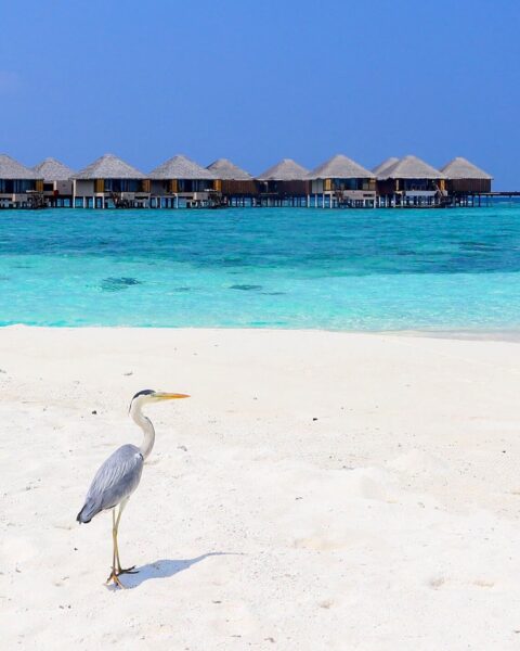 Fugl på stranden foran Adaaran Prestige Vadoo resort på Maldivene.