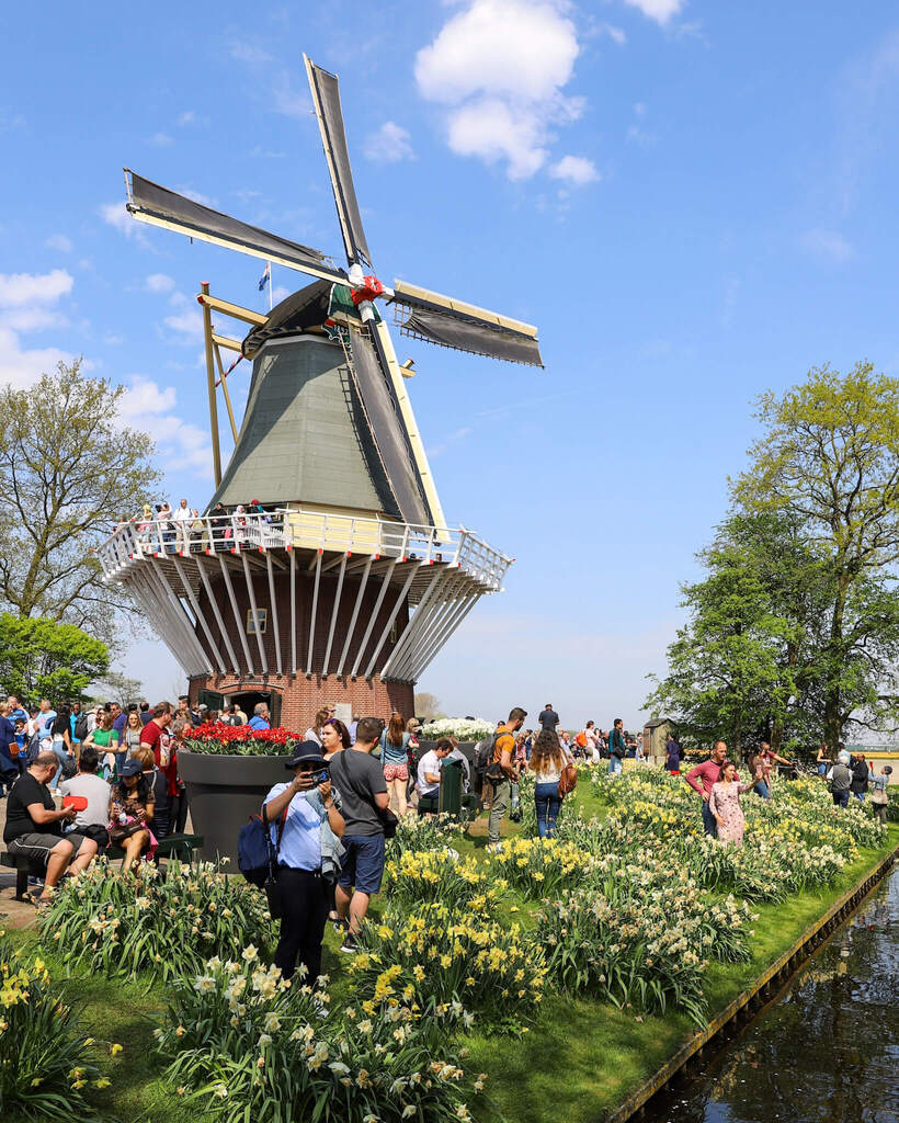 Vindmølle og tulipaner i Keukenhof blomsterpark Amsterdam.