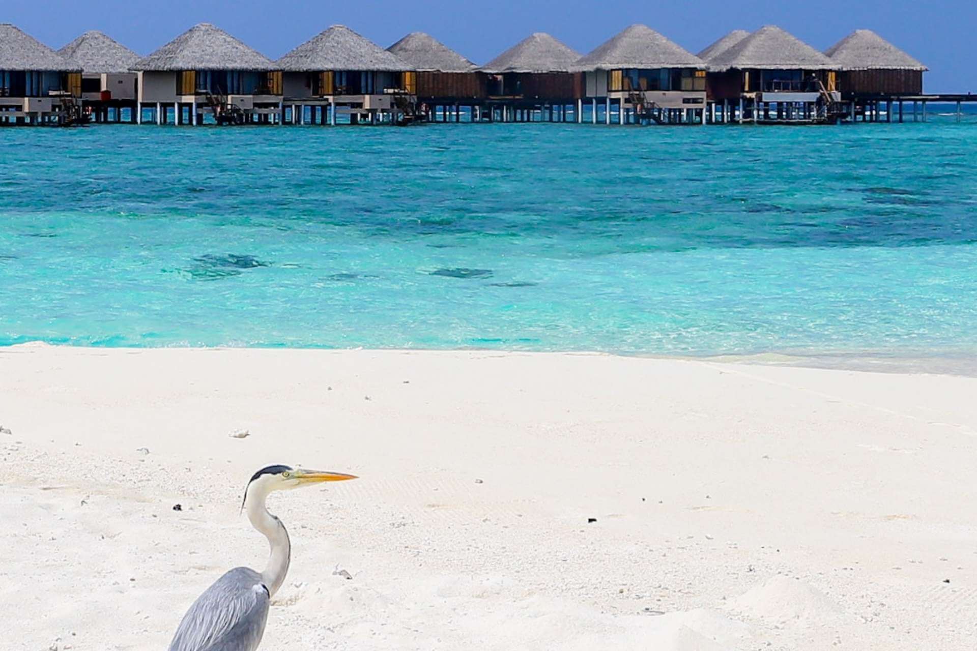 Strand p&aring; Maldivene med hegre i forgrunnen og vannvillaer ute i lagunen
