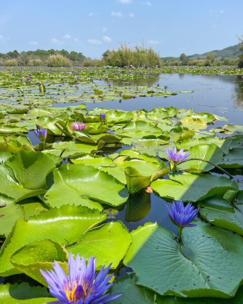 Lilla lotusblomster og grønne blader på innsjøen i Rayong Thailand.