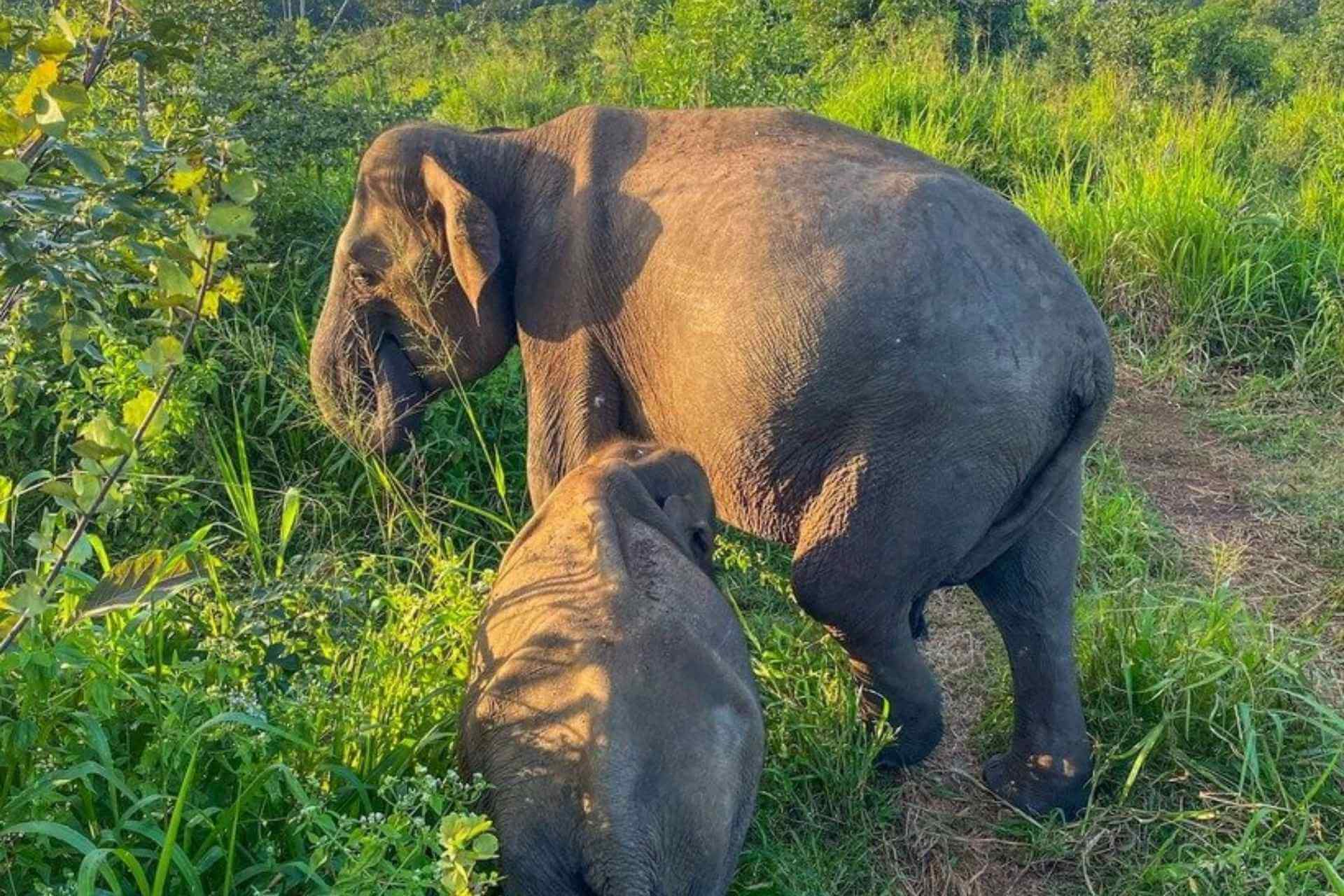 Vill elefant med kalv i Uda Walawe nasjonalpark p&aring; Sri Lanka