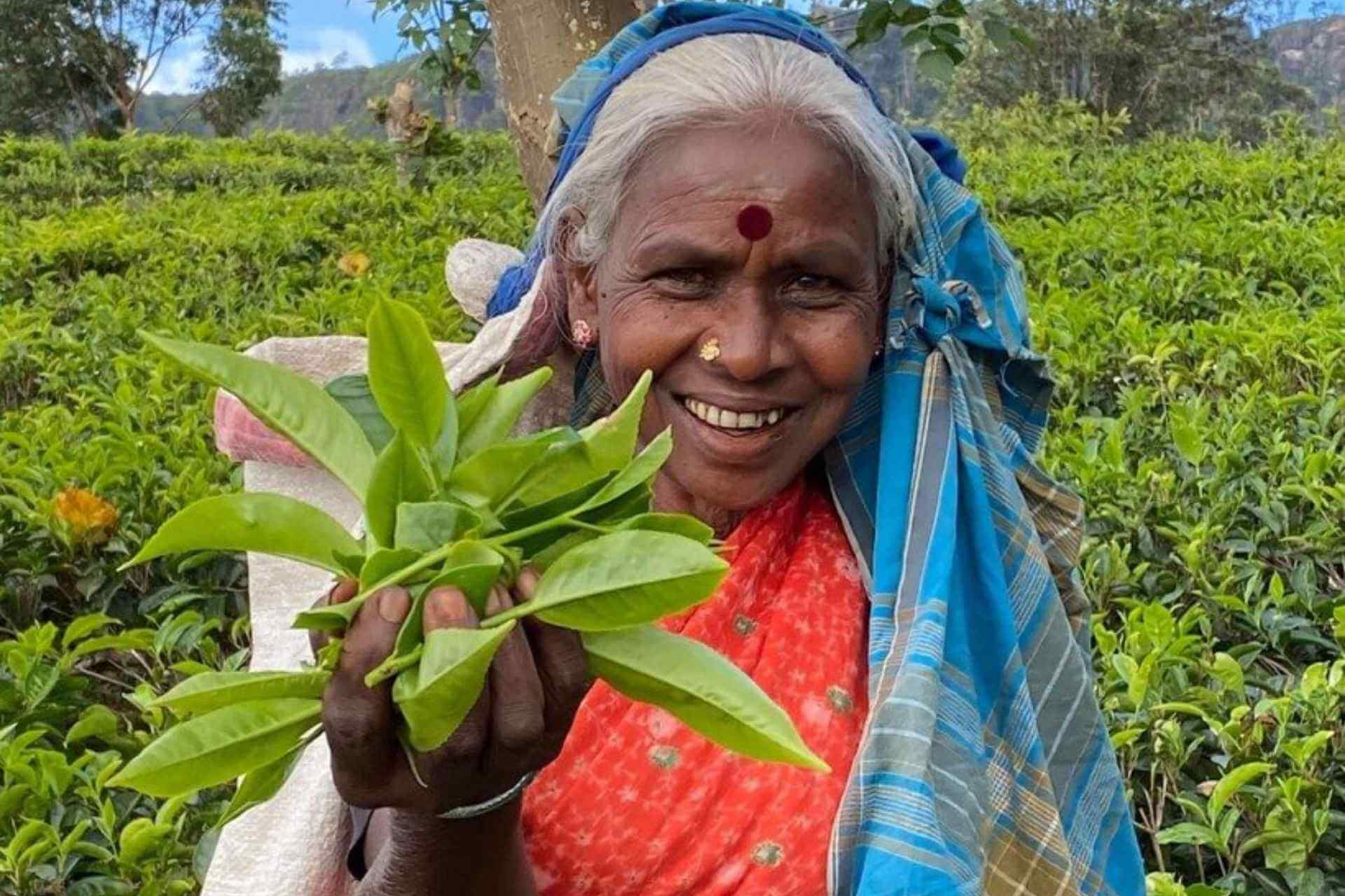 Teplukker i Sri Lankas h&oslash;yland holder nyplukkede teblader p&aring; en teplantasje n&aelig;r Kandy og Ella