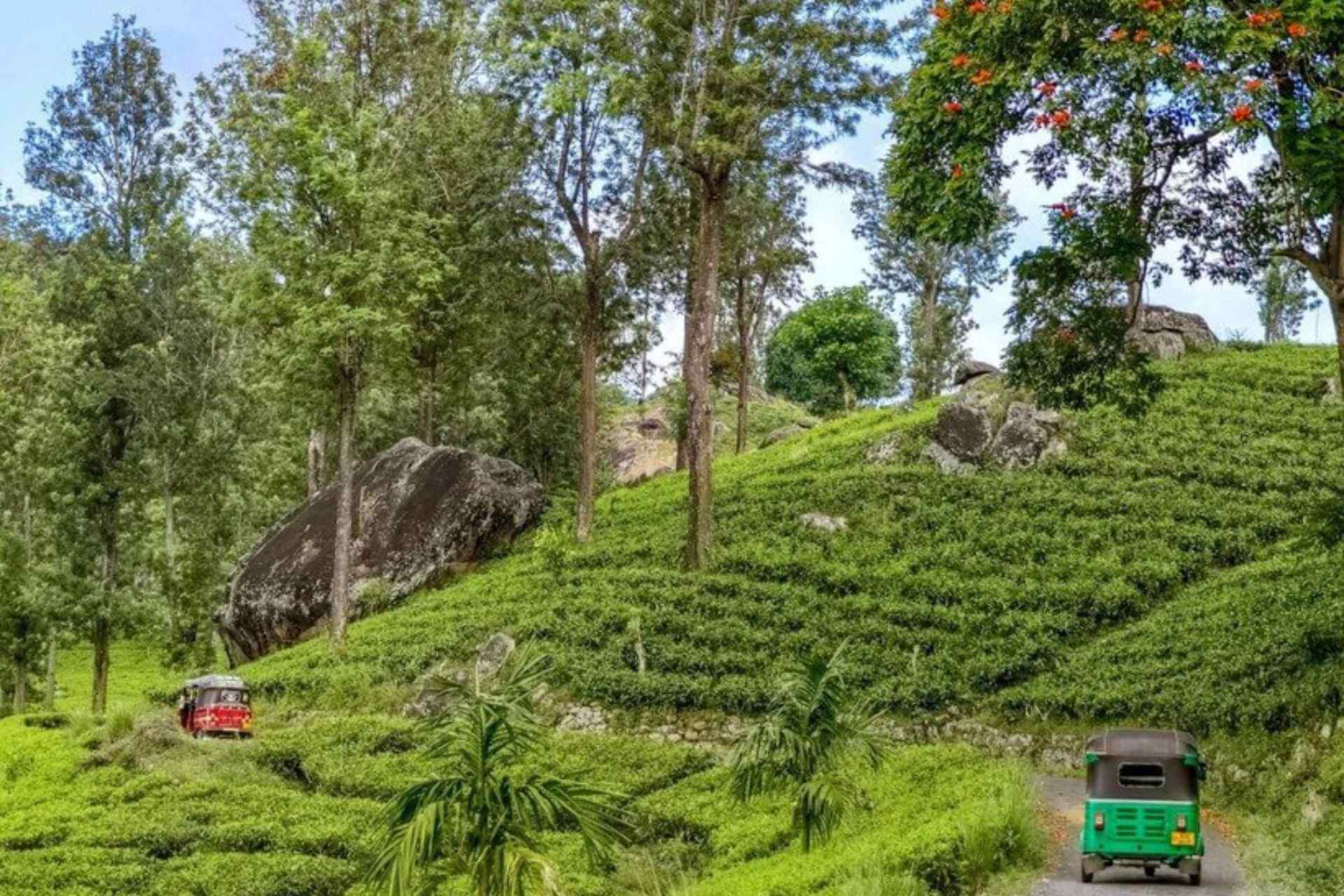 Tuk-tuk kj&oslash;rer gjennom gr&oslash;nne teplantasjer i Sri Lankas h&oslash;yland
