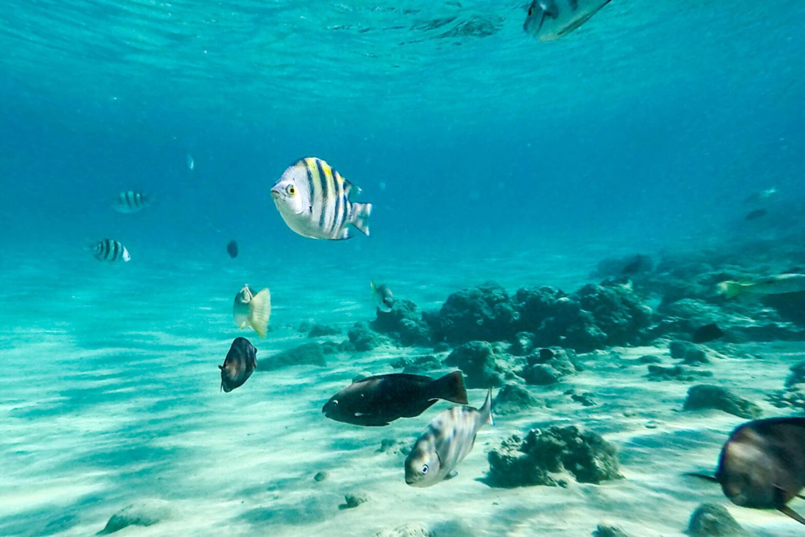 Turkist hav i Hurghada Egypt hvor små fargerike fisk svømmer rundt.