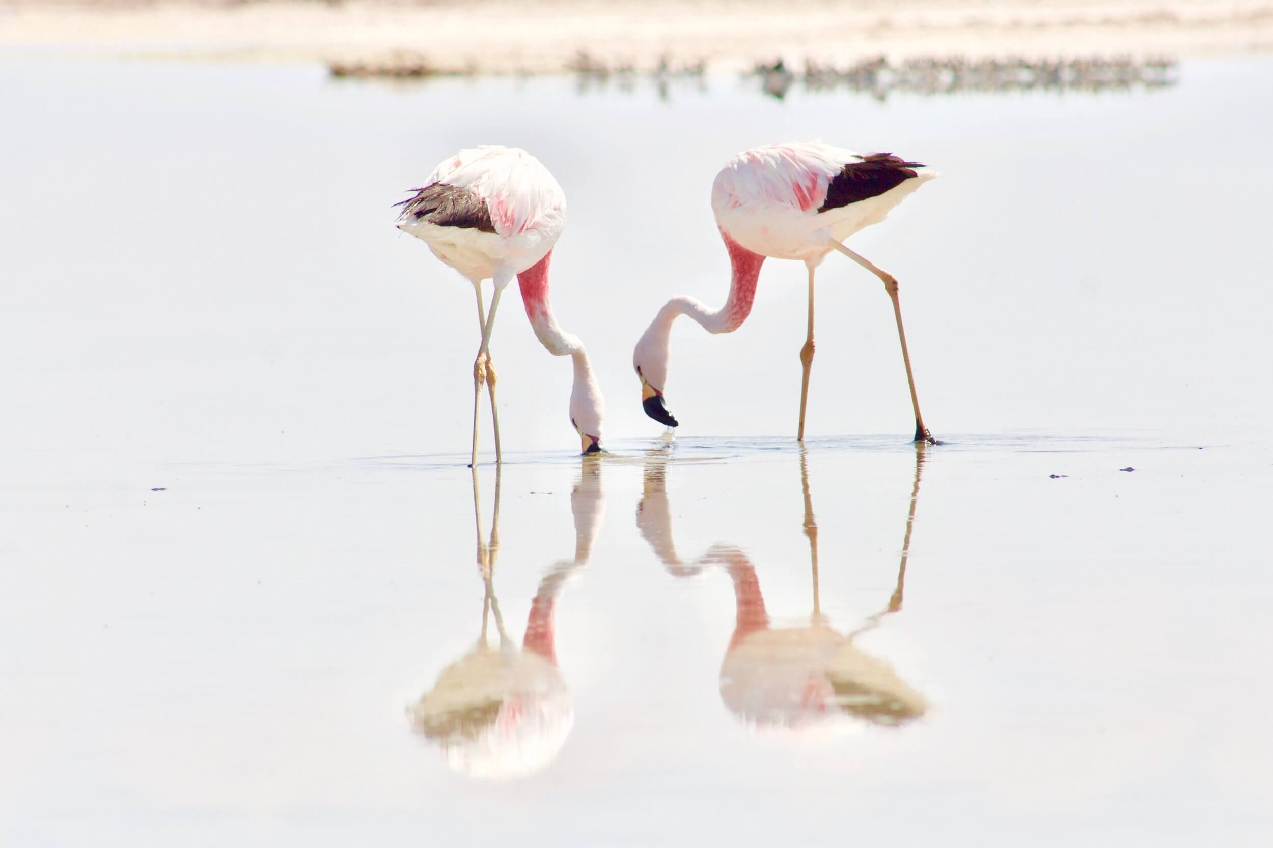 To flamingoer leter etter mat i vannet. Speilbildet av flamingoene synes godt, det er et vakkert og sart bilde. 