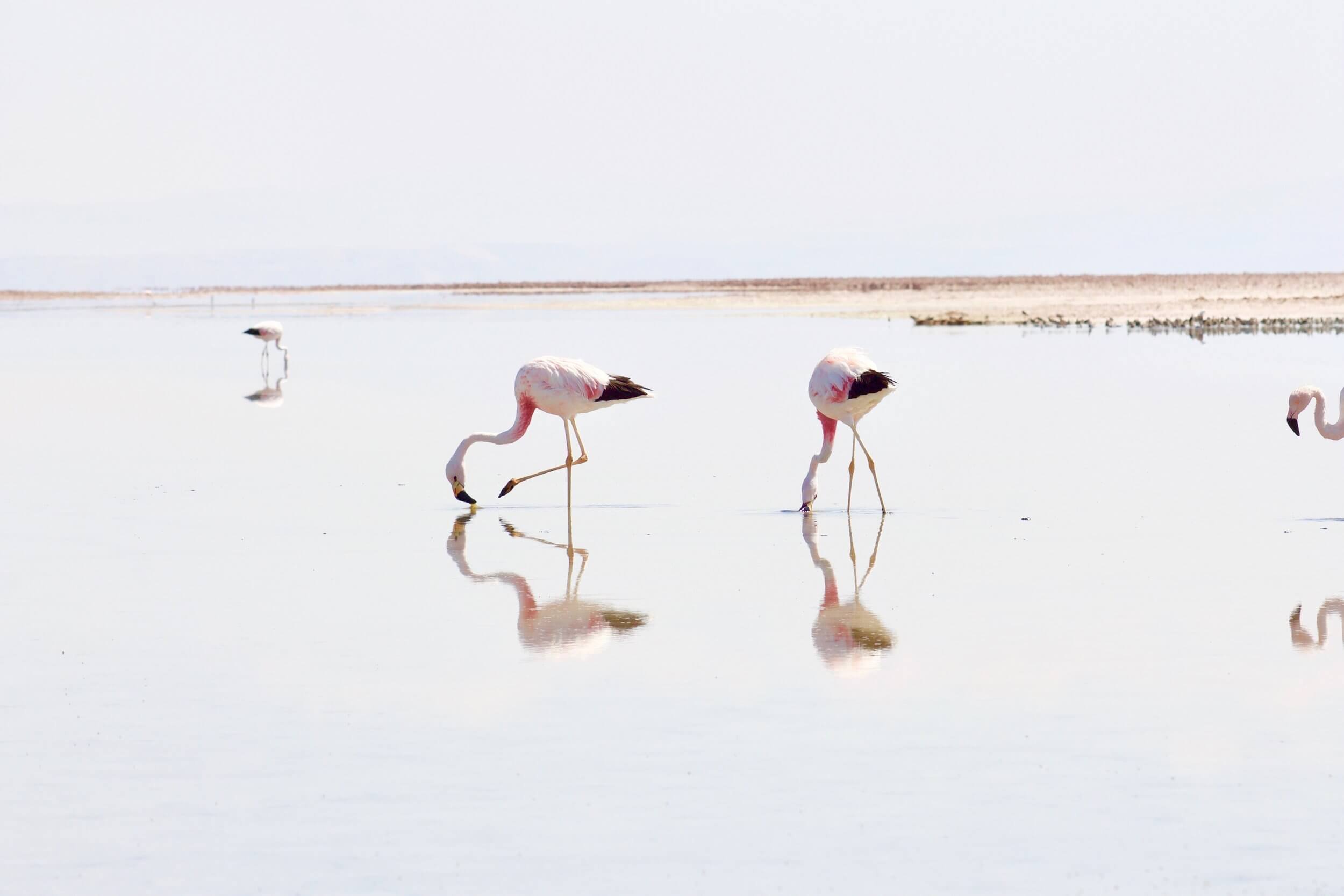 Flamingoer i Atacamaørkenen i Chile. 