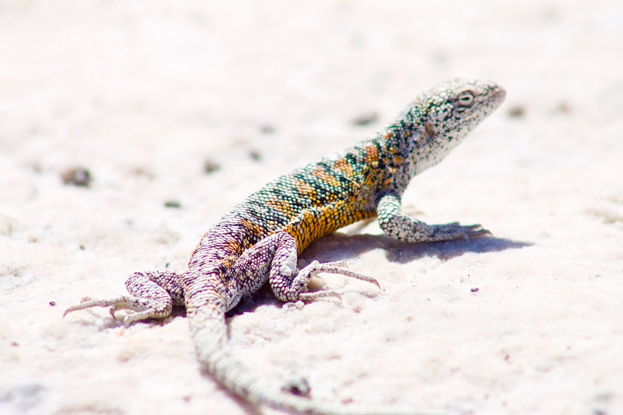 Liten fargerik øgle i Atacamaørkenen i Chile.