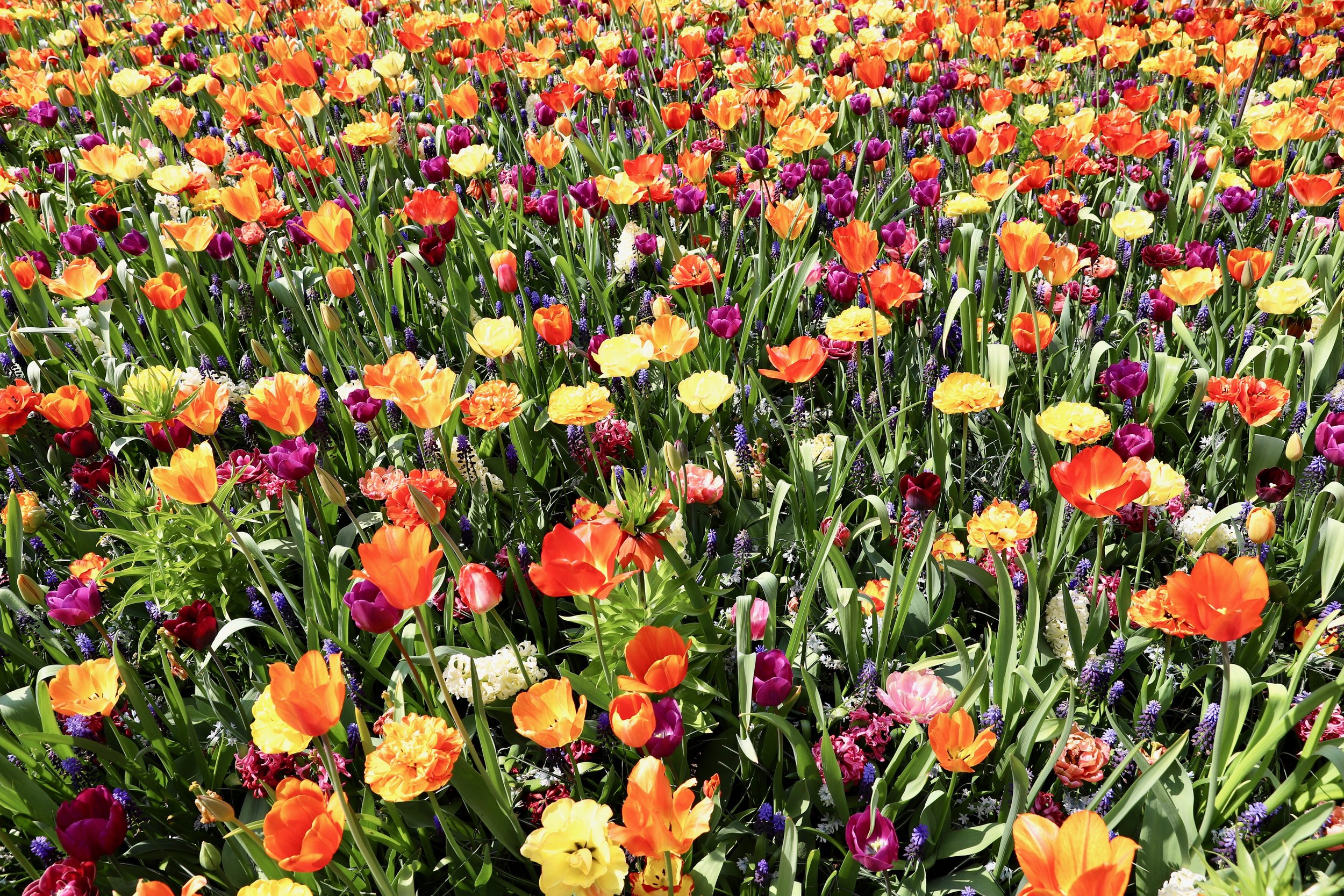 Keukenhof tulipaner og andre løkblomster i gult, orange, rosa, lilla. Et hav av løkblomster i Keukenhof Amsterdam. 