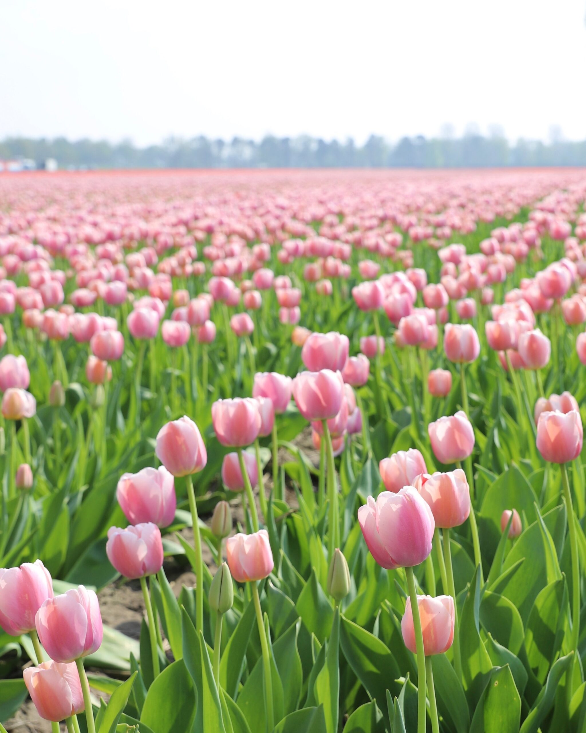 En åker full av rosa tulipaner i Lisse. Det er lyserosa tulipaner så langt øyet kan se. 