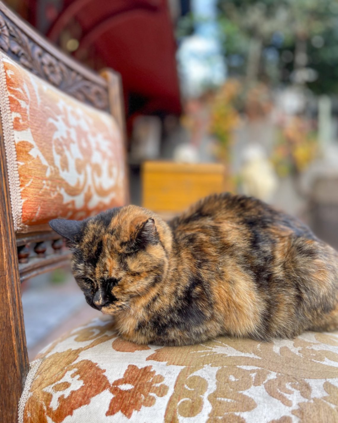 MereteMoen_worldwithasuitcase_istanbul-katter.JPG