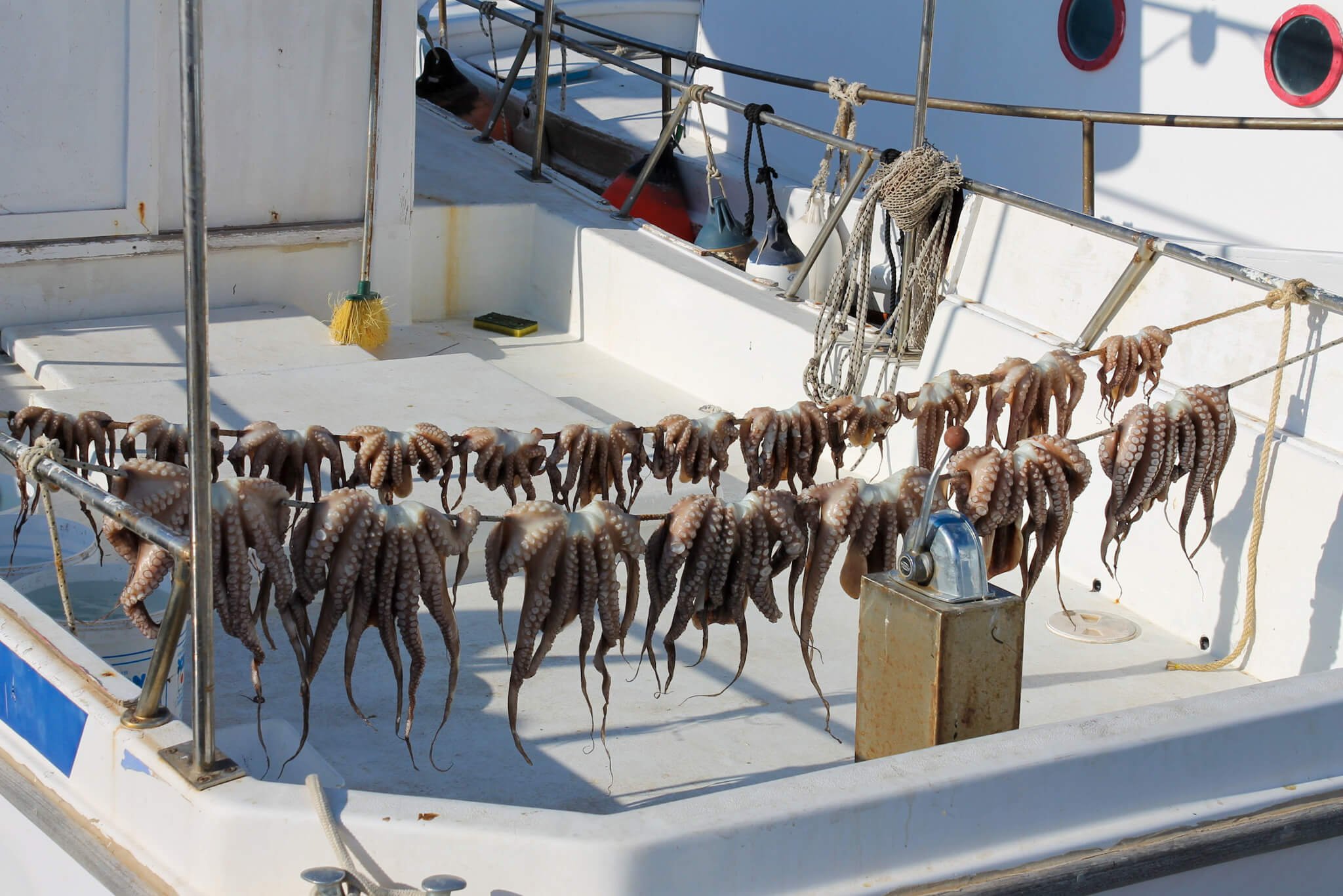 I Paros sin fiskelandsby Naoussa henger fiskerne dagens fangst av blekksprut til tørk på båten.
