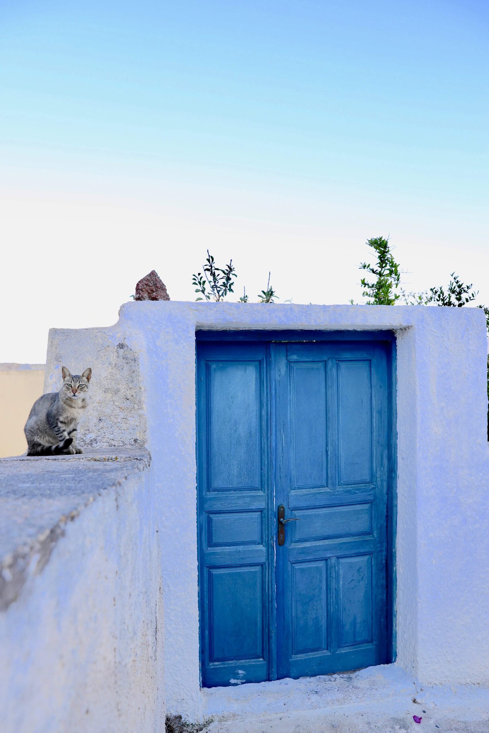 En blå dør og katter på Pyrgos Santorini.