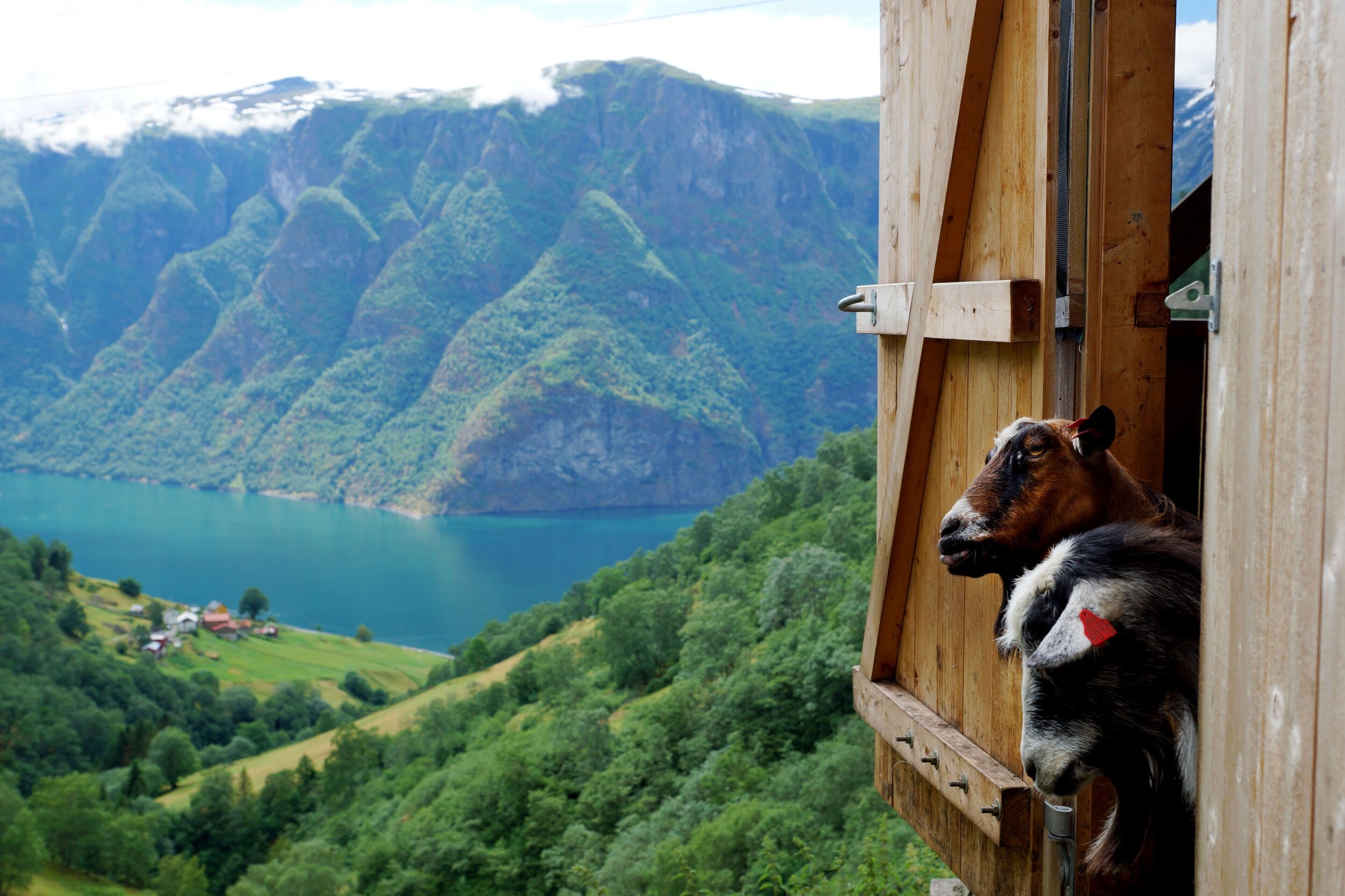 goats-aurland.jpg