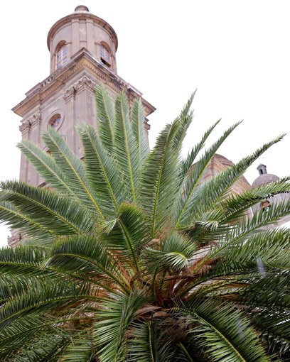 Katedralen i Las Palmas på Gran Canaria skjult bak en stor grønn palme. Himmelen er grå. 