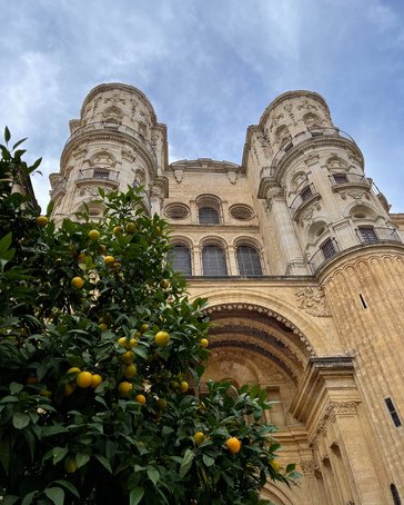 Katedralen i Malaga. I forgrunnen et tre med appelsiner. 