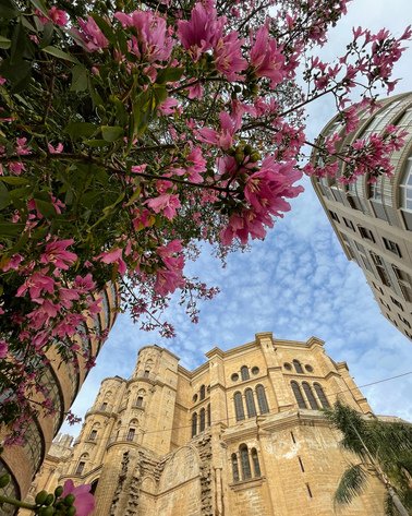 Et tre med rosa blomster og i bakgrunnen ser du katedralen i Malaga. 