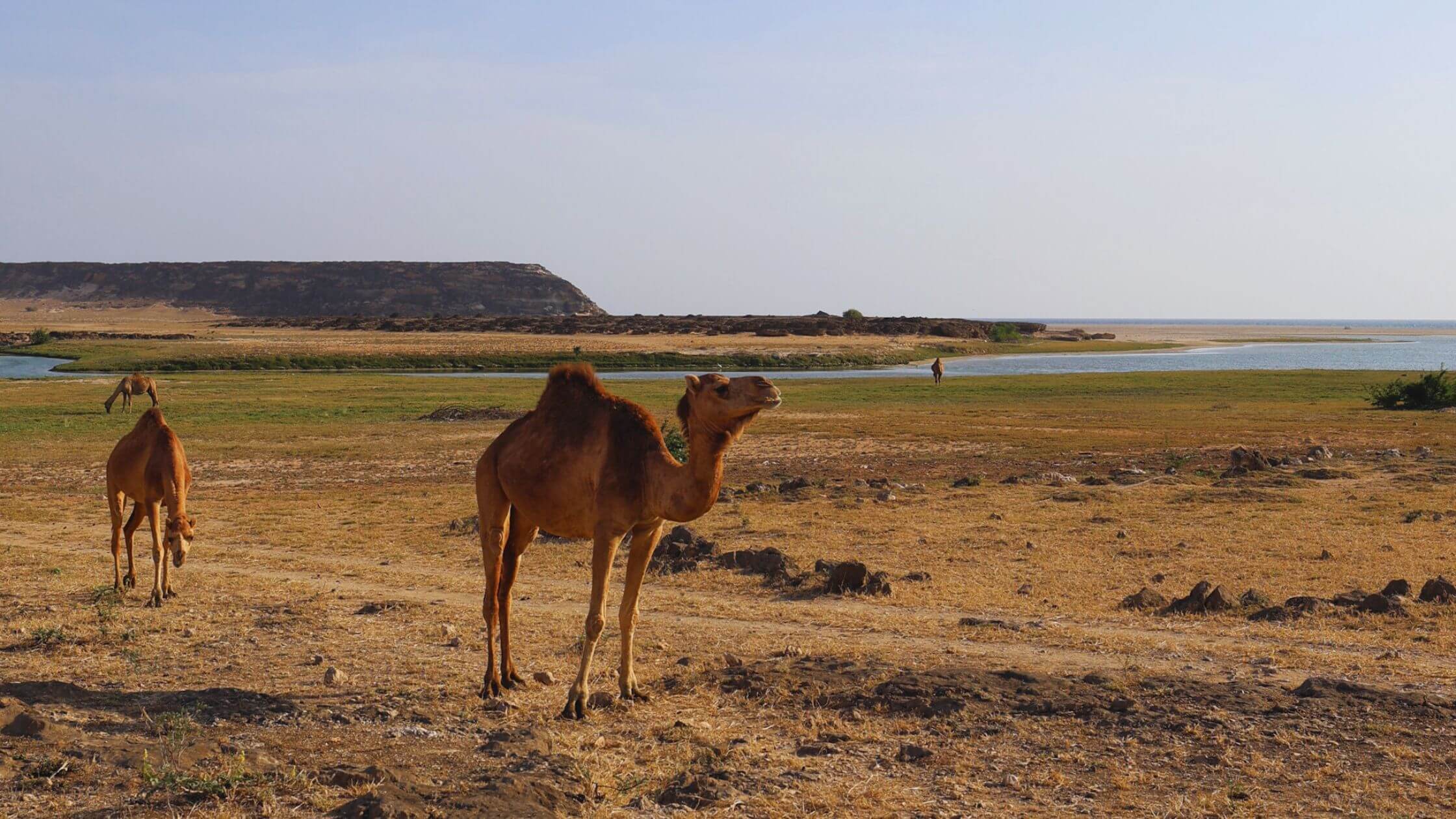 Dromedarer gresser ved havet nær Sumhuram i Oman.