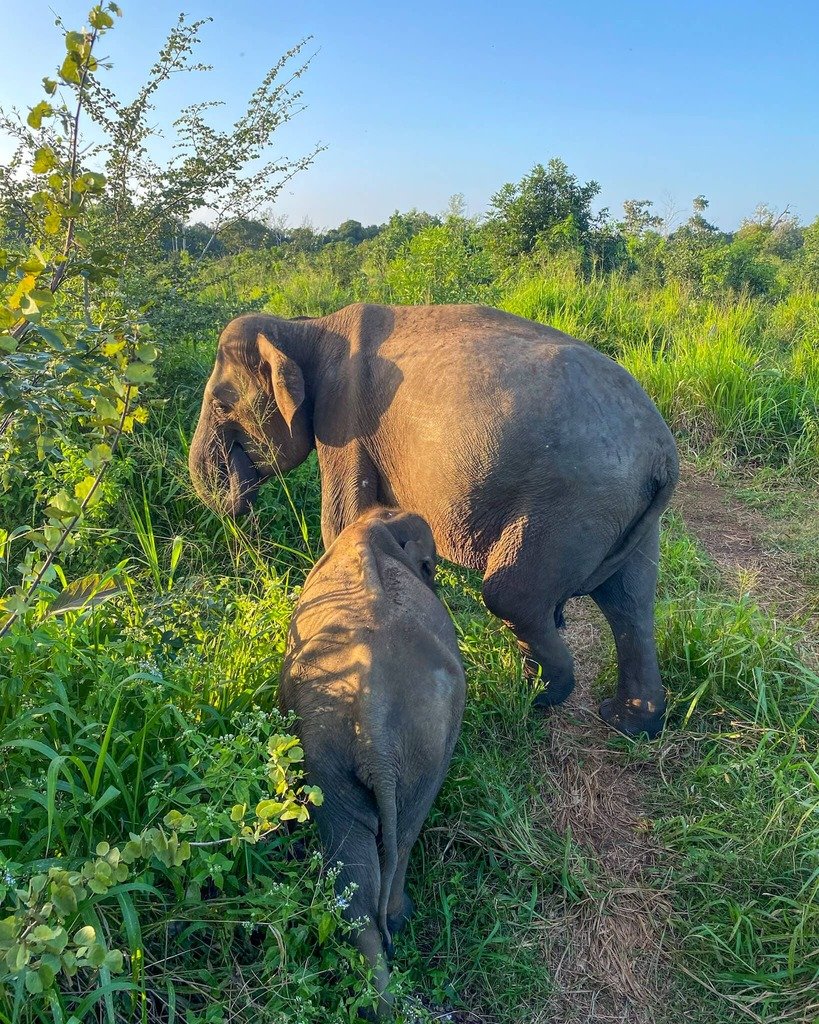 sri-lanka-elefant-mor-babyelefant.jpg