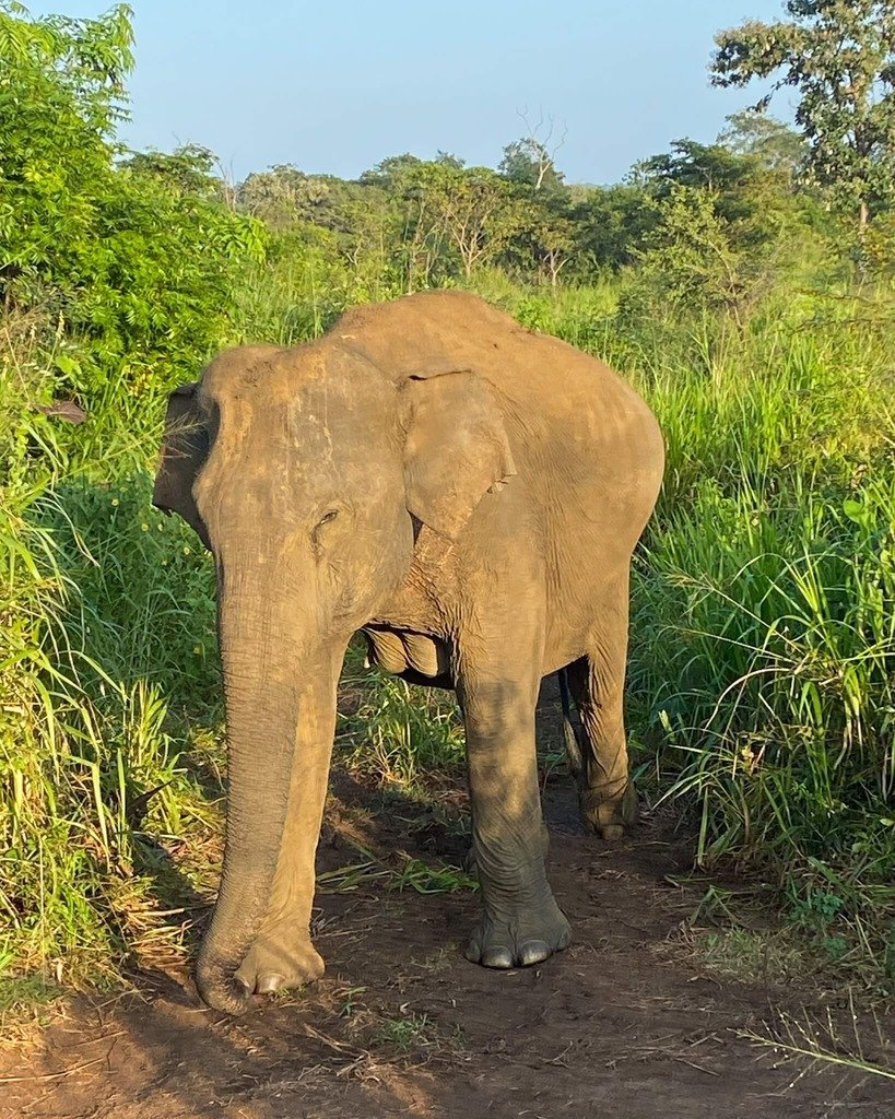 sri-lanka-elefant.jpg