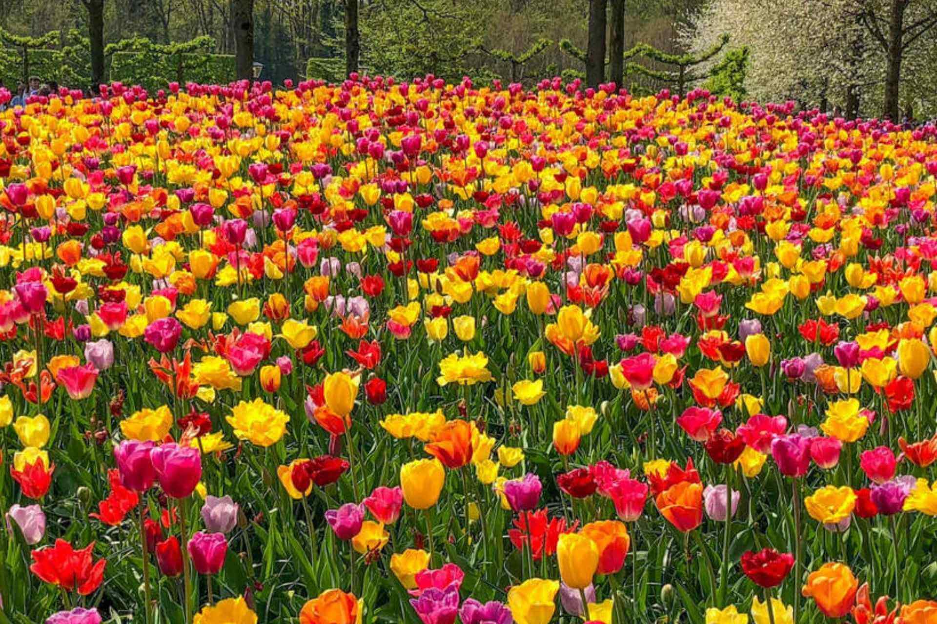Fargerike tulipaner i store bed i Keukenhof blomsterpark i Lisse
