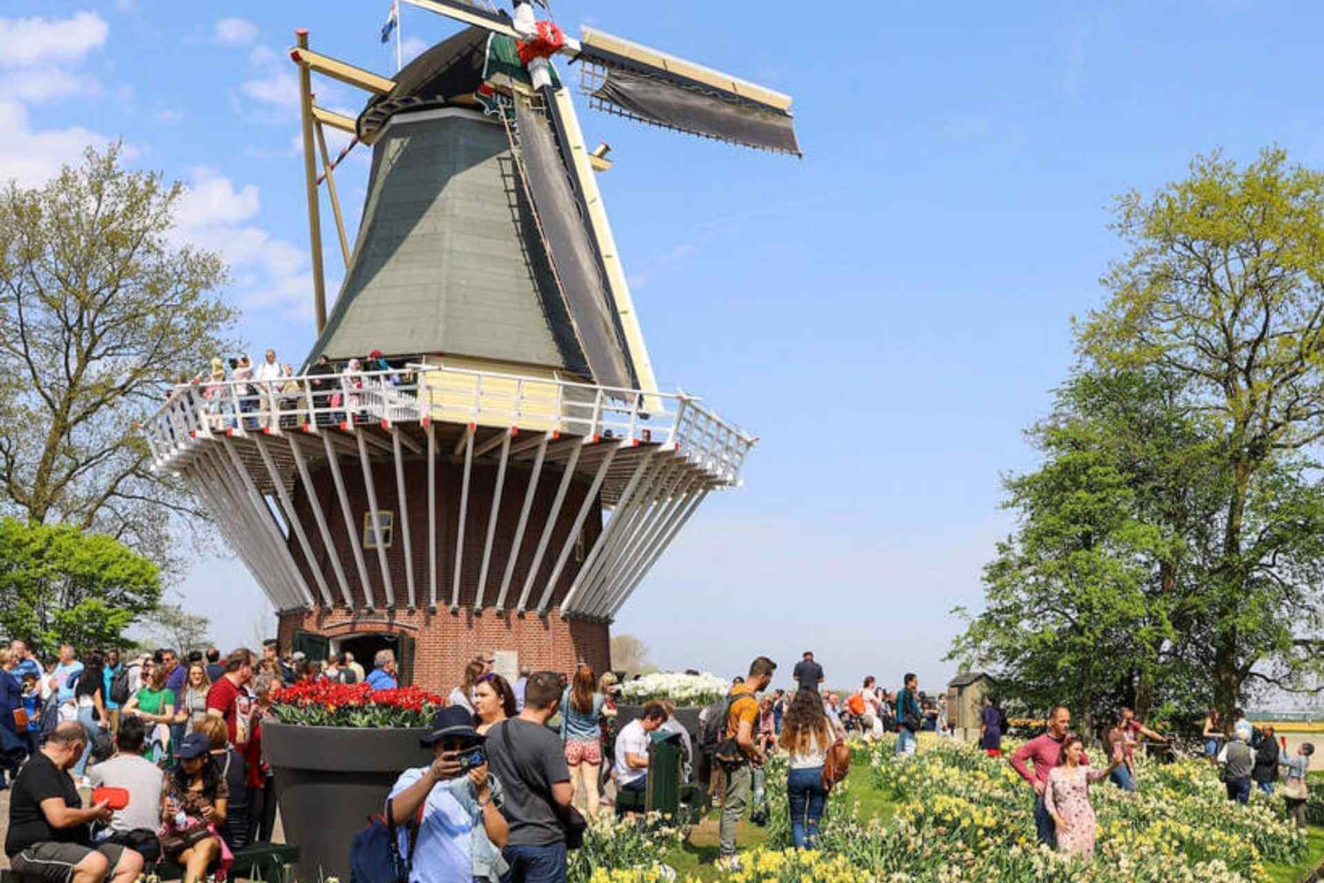 Vindm&oslash;lle i Keukenhof omgitt av blomster og tulipaner i Nederland