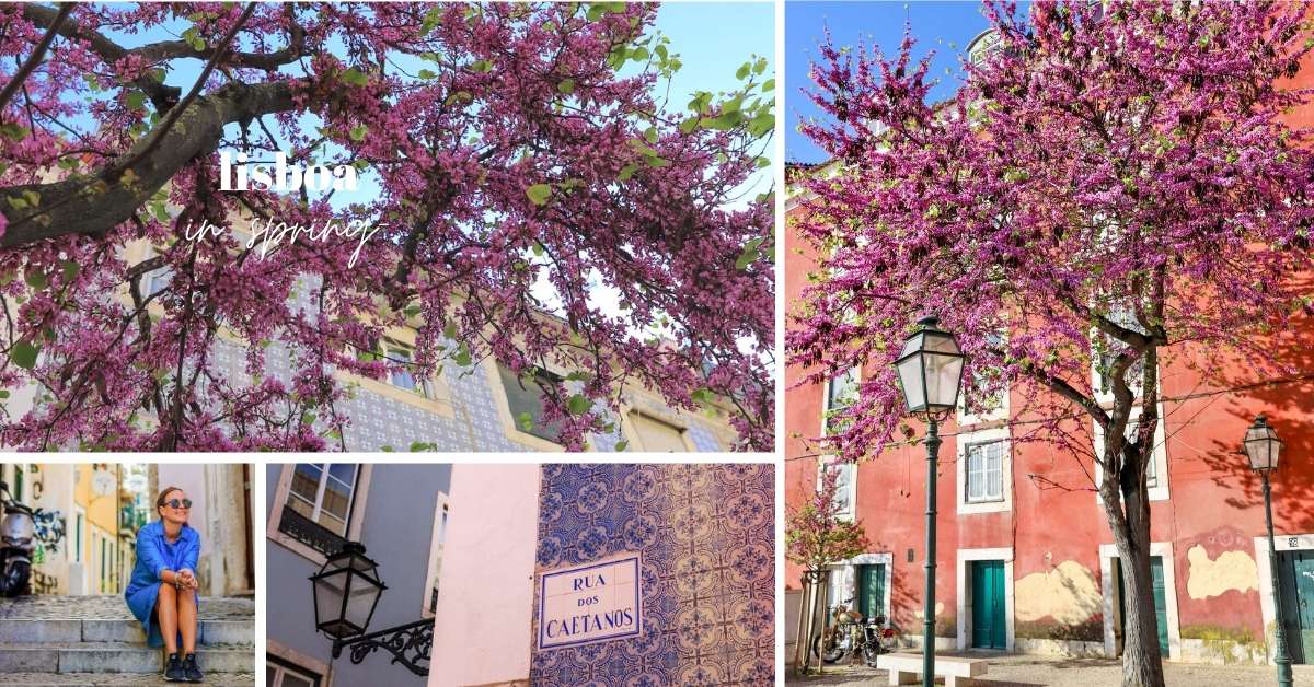 Gamle fargerike hus og trær med rosa blomster. 