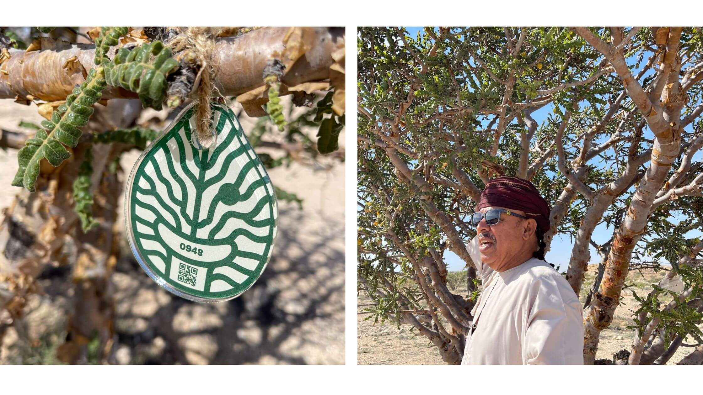 Frankincense tre Natural Park of Frankincense UNESCO