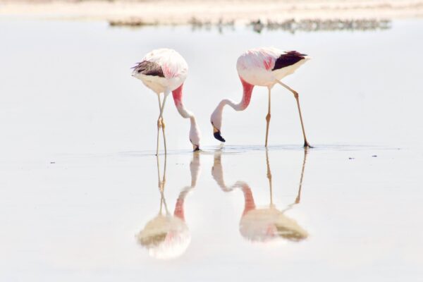 To rosa og hvite flamingoer leter etter mat i innsjøen i Atacama Chile.