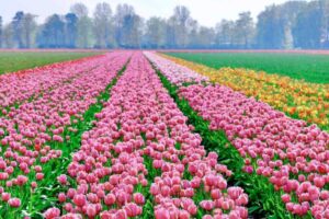 Rosa tulipanfelt i lange rader i Lisse utenfor Amsterdam i Nederland