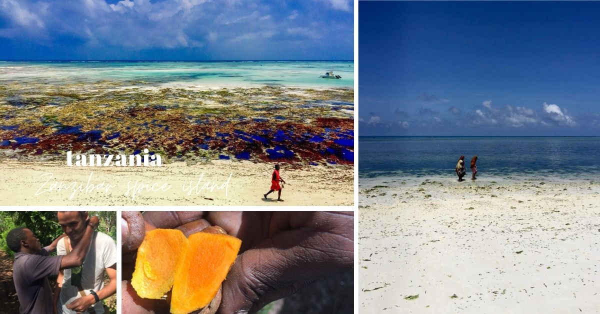 Zanzibar lokalbefolkning på strand og krydderplantasje.