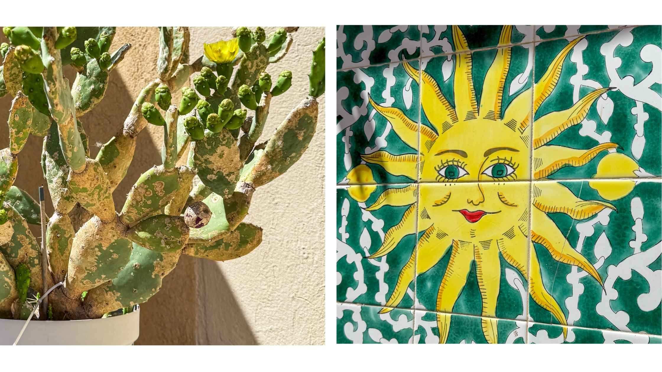 Kaktus med gul blomst i blomsterpotte og gul sol i på fliser på husvegg.