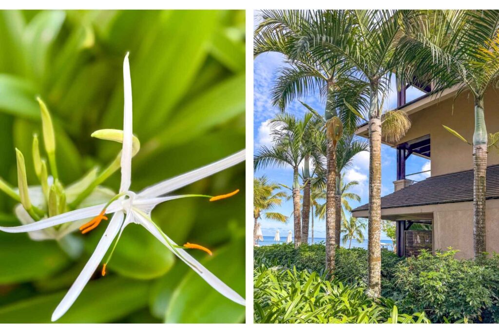 Utvendig fasade med balkong og tropiske hageplanter på Le Méridien Ile Maurice.