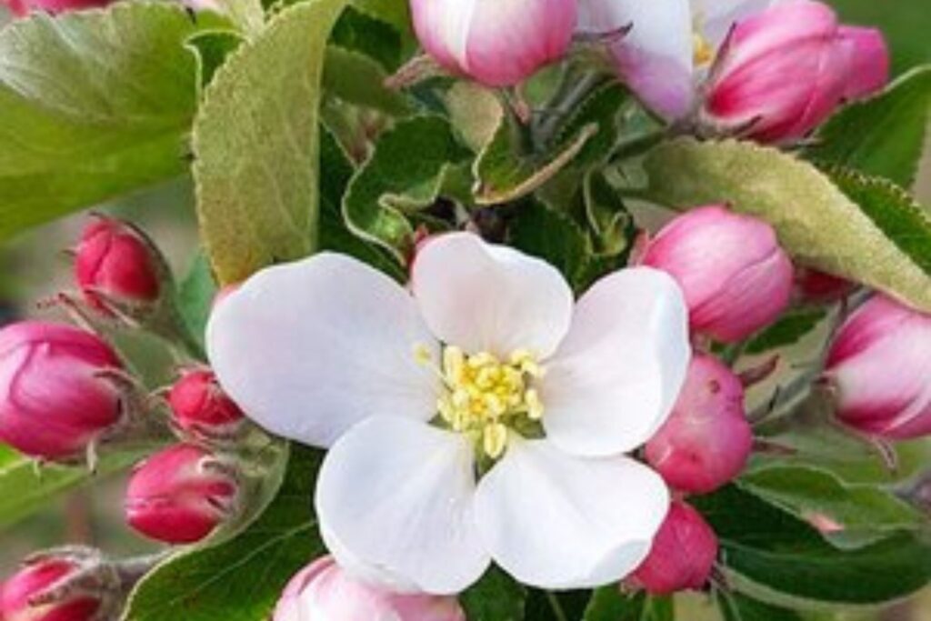 Epleblomstring hos NeR&oslash; sider p&aring; Nedre R&oslash;ste G&aring;rd i Telemark. 