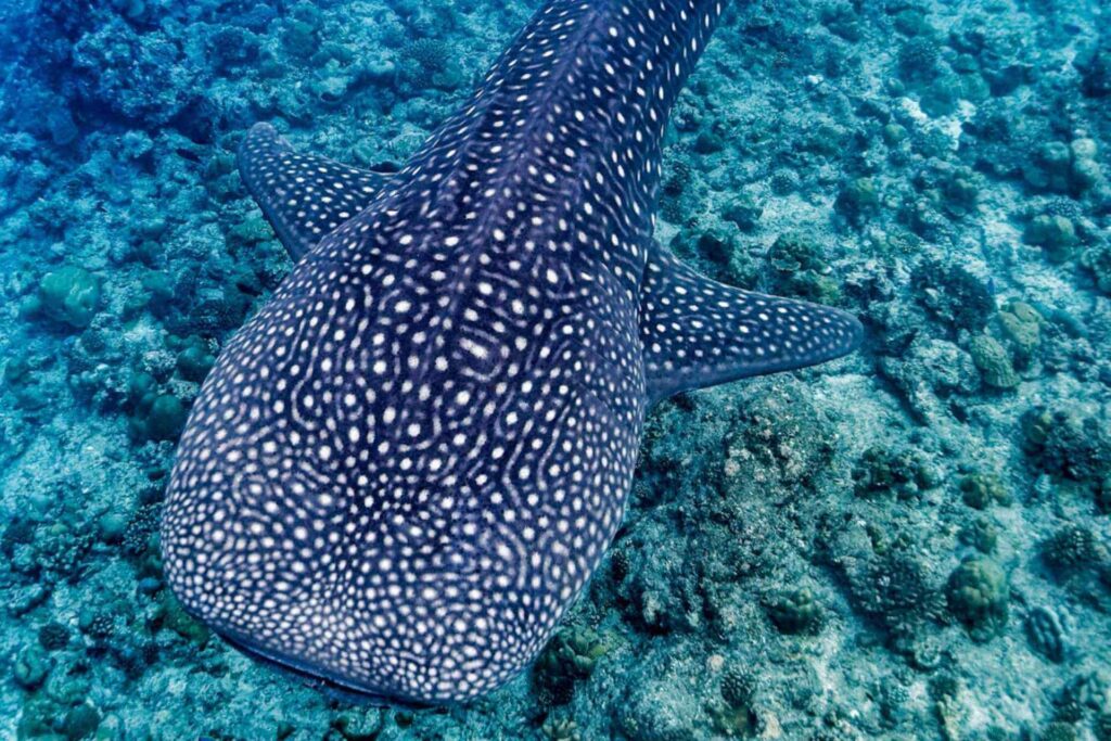 Hvalhai i South Ari Atoll p&aring; Maldivene &ndash; unik opplevelse ved South Ari Atoll
