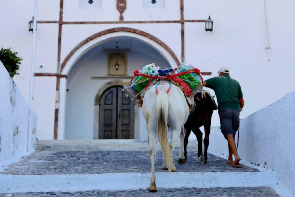 Esel p&aring; brosteinsgate i Pyrgos p&aring; Santorini med hvite bygninger i bakgrunnen.