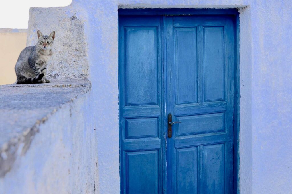Katt ved en bl&aring; d&oslash;r i en hvit vegg i Santorini, Kykladene i Hellas.