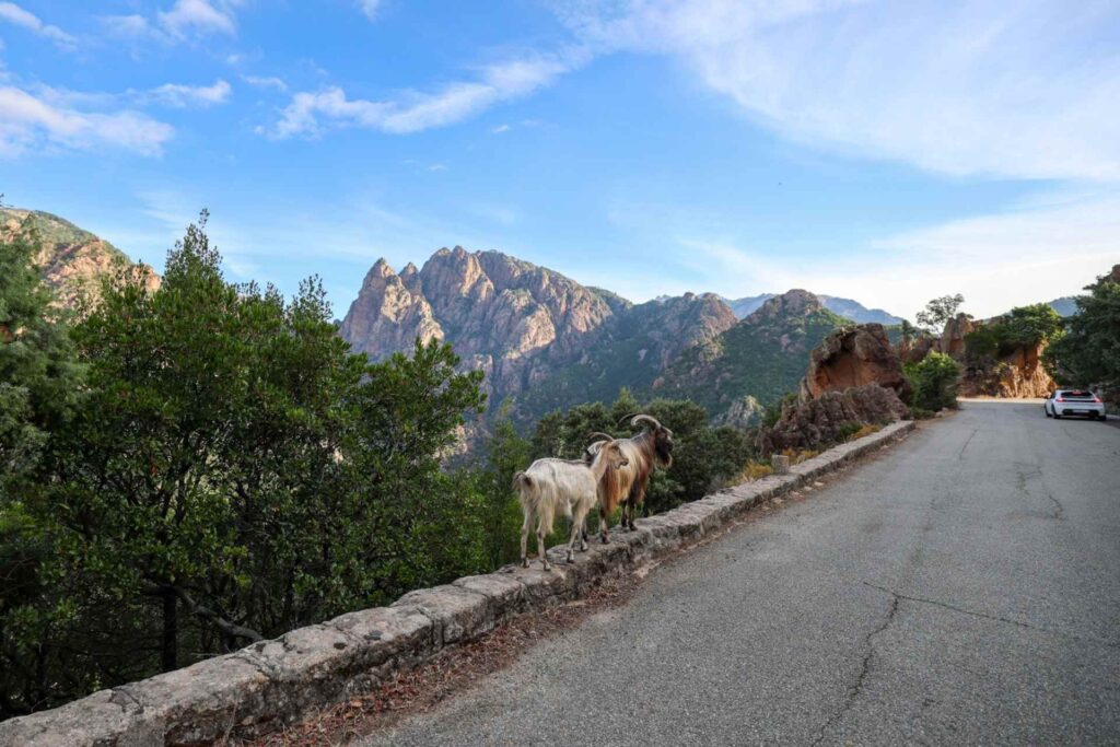 Geiter langs en fjellvei i Vest-Korsika, et vanlig syn i det landlige og fjellrike landskapet.
