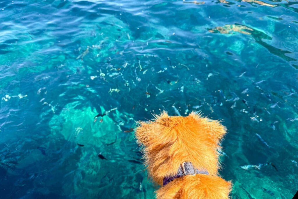 Krystallklart vann langs kysten av Vest-Korsika, sett fra båt under en båttur.