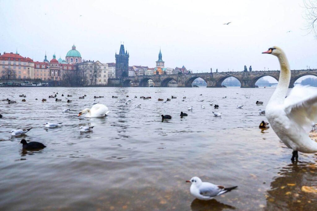 Utsikt mot Karlsbroen i Praha med svaner i elven Vltava, ideelt område for en langweekend.