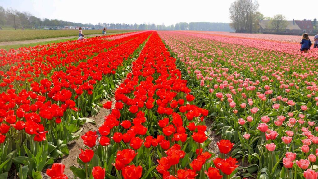 Tulipanmarker i Lisse utenfor Amsterdam om v&aring;ren