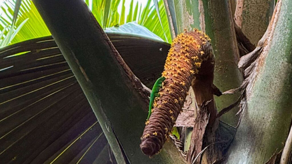 Gecco som sitter på blomsten til en palme i nasjonalparken på Praslin på Seychellene.