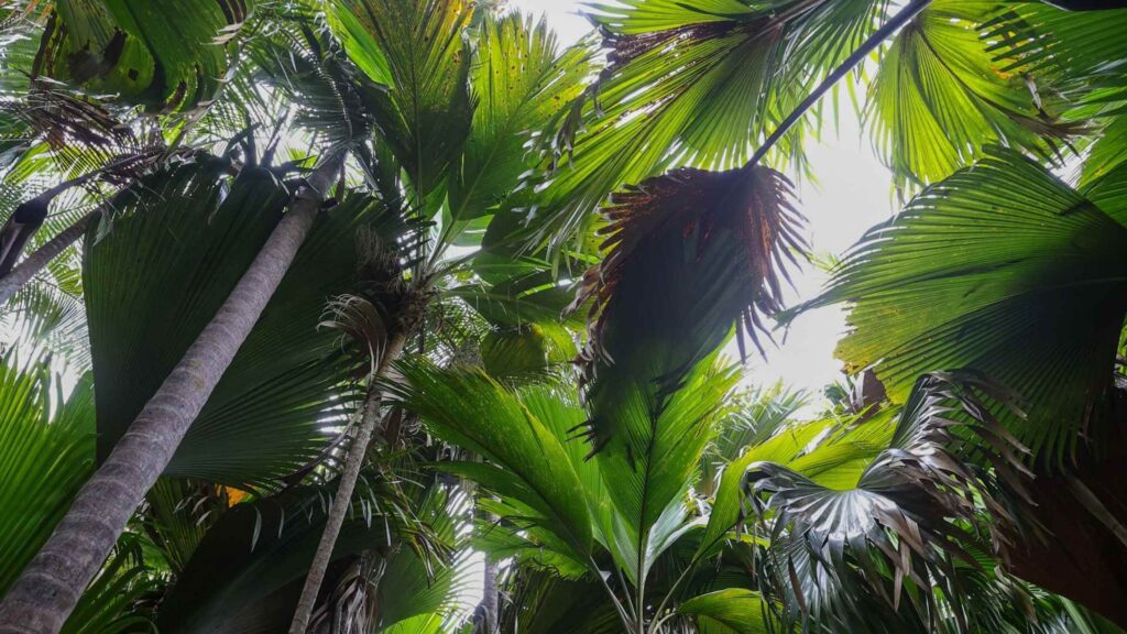 Tette palmeskog på Seychellene.