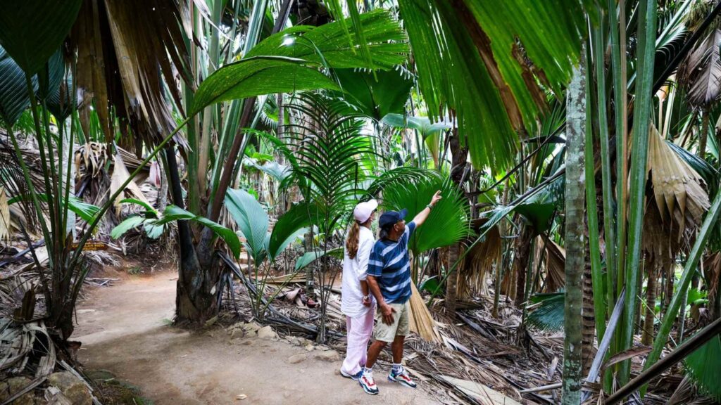 Vallée de Mai naturreservat på Seychellene er en tropisk regnskog og hjemmet til den skjeldne papegøyen.