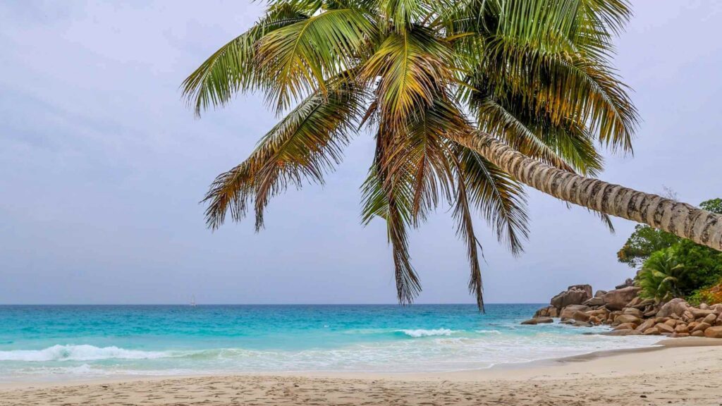 Turkist hav og palme på strand med de ikoniske granittklippenene på Seychellene.