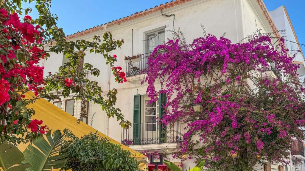Bougainvillea og hvitkalkede hus i de sjarmerende gatene i Ibiza by.