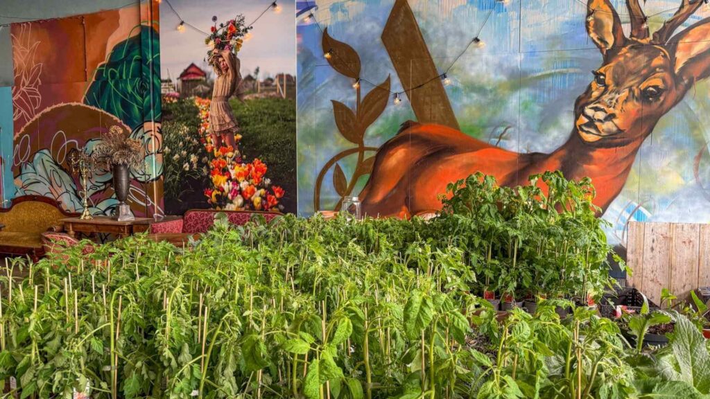 &Oslash;kologisk dyrking med struttende, gr&oslash;nne tomatplanter for salg