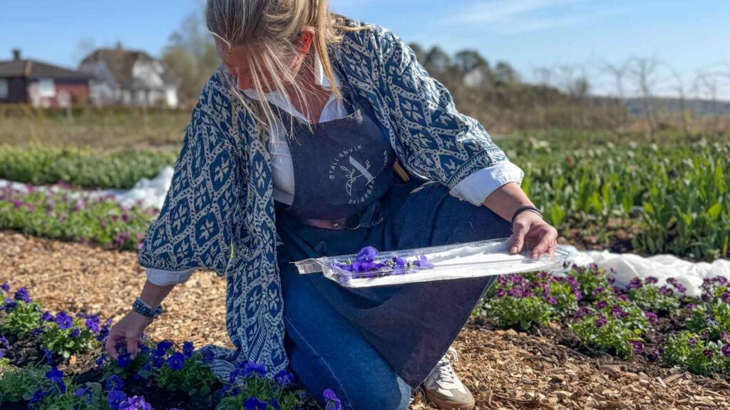 Camilla Anvik plukker spiselige blomster i Skj&aelig;rg&aring;rdshagen